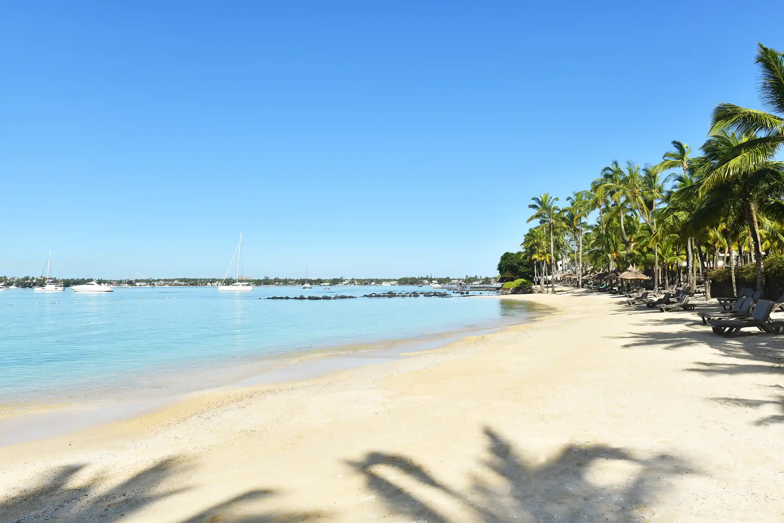 Mauricia Beachcomber