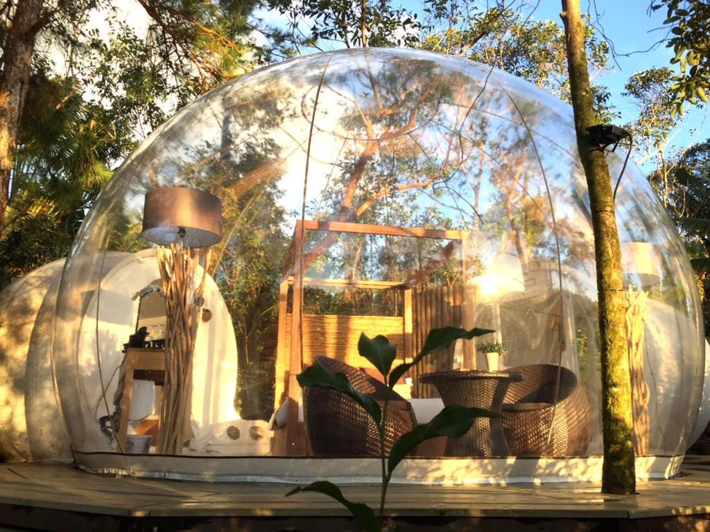 Ginger Bubble